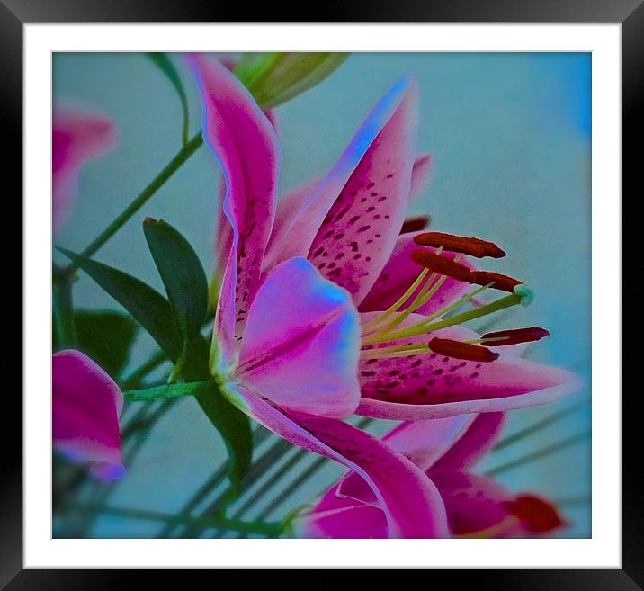  Lily flower Art Attack Framed Mounted Print by Sue Bottomley