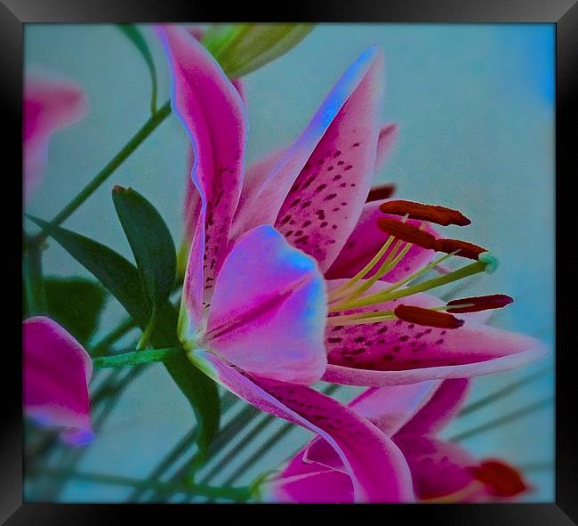  Lily flower Art Attack Framed Print by Sue Bottomley
