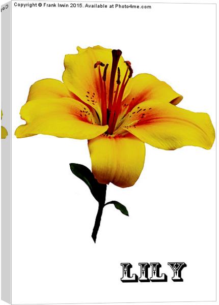 A beautiful close up of a Yellow Lily Canvas Print by Frank Irwin