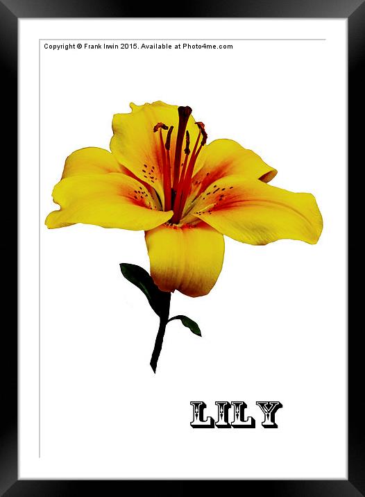 A beautiful close up of a Yellow Lily Framed Mounted Print by Frank Irwin