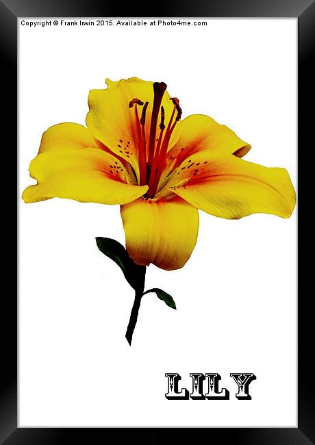 A beautiful close up of a Yellow Lily Framed Print by Frank Irwin