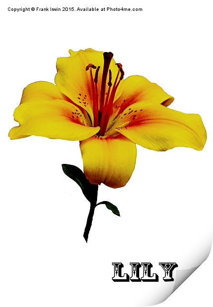 A beautiful close up of a Yellow Lily Print by Frank Irwin