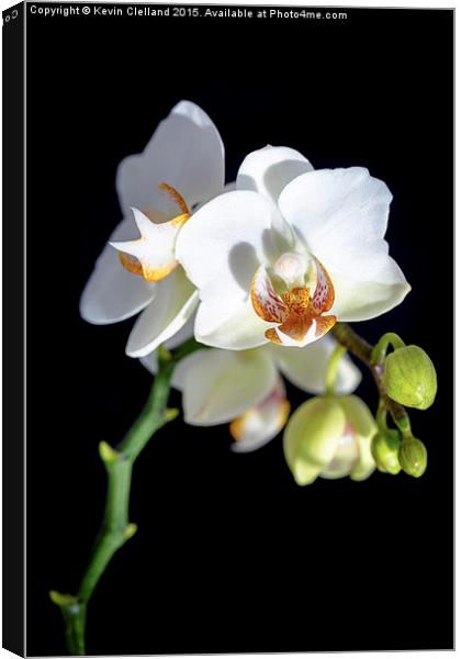  White Orchid Canvas Print by Kevin Clelland