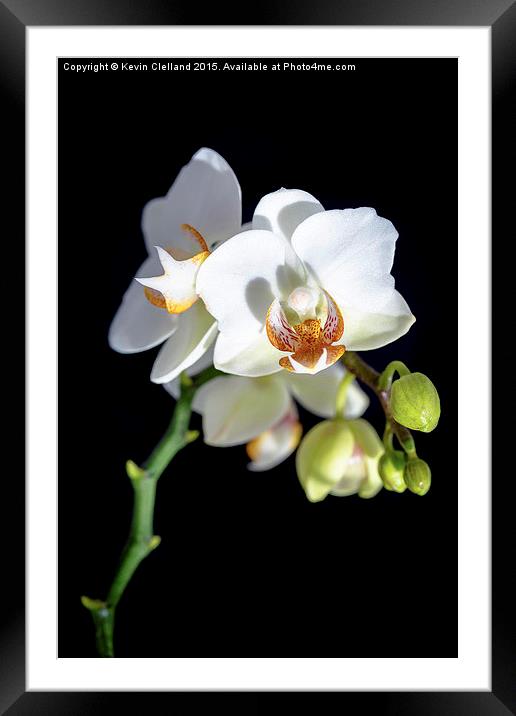  White Orchid Framed Mounted Print by Kevin Clelland