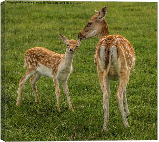 The love between a Doe and her fawn Canvas Print by Amanda Sims