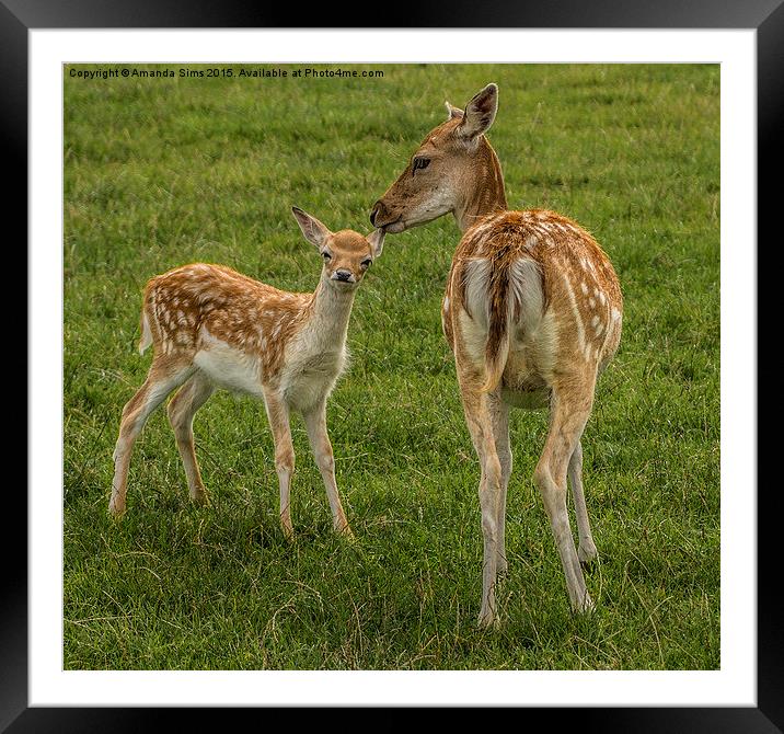 The love between a Doe and her fawn Framed Mounted Print by Amanda Sims