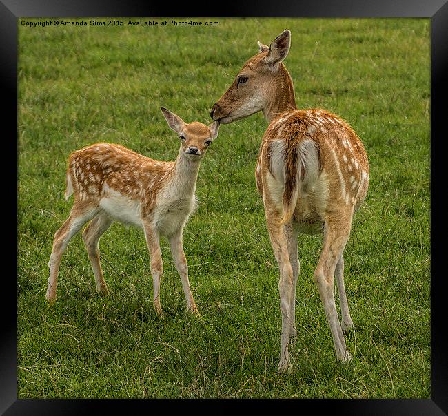 The love between a Doe and her fawn Framed Print by Amanda Sims
