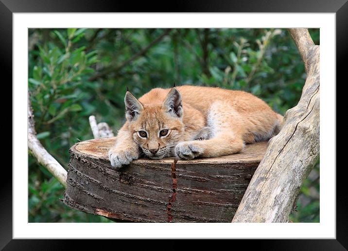  European Lynx Cub Framed Mounted Print by Gary Morris