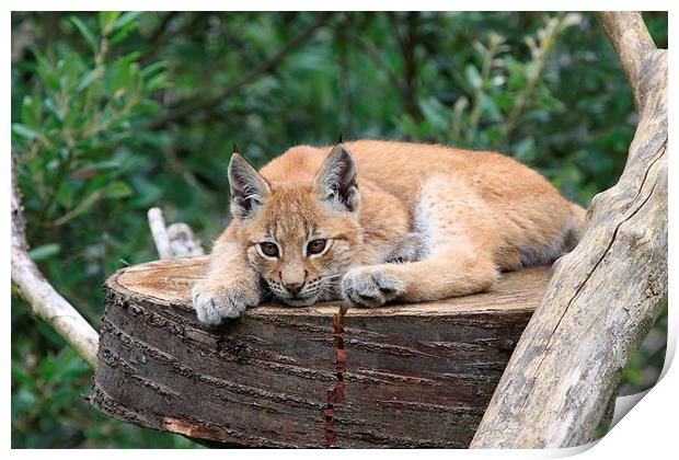  European Lynx Cub Print by Gary Morris