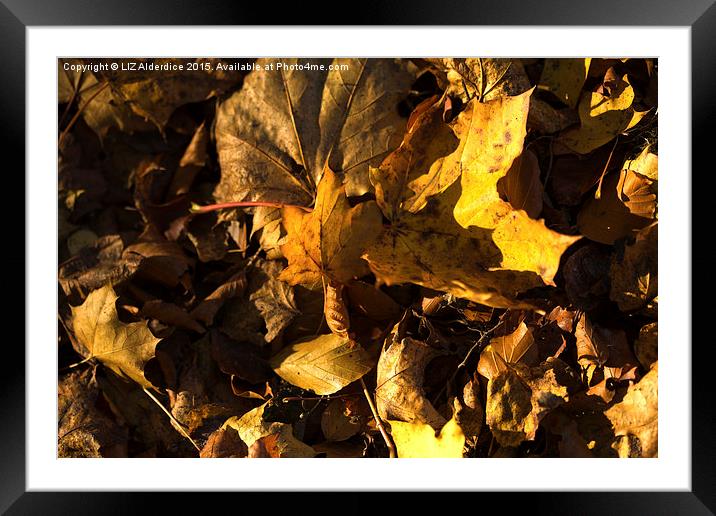  Autumn Framed Mounted Print by LIZ Alderdice
