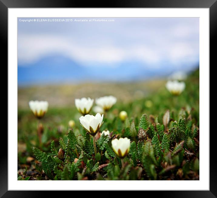 Alpine meadow in Jasper National Park Framed Mounted Print by ELENA ELISSEEVA