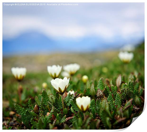 Alpine meadow in Jasper National Park Print by ELENA ELISSEEVA