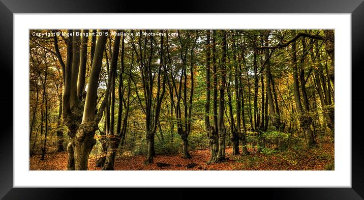  Epping Forest Framed Mounted Print by Nigel Bangert