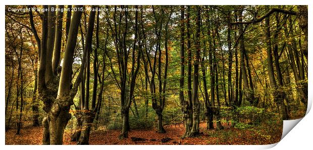  Epping Forest Print by Nigel Bangert
