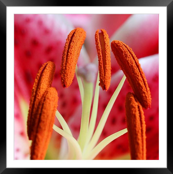  LILY STAMENS Framed Mounted Print by Anthony Kellaway