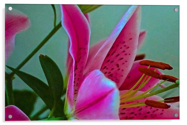  Lily Flower Art Attack 2 Acrylic by Sue Bottomley