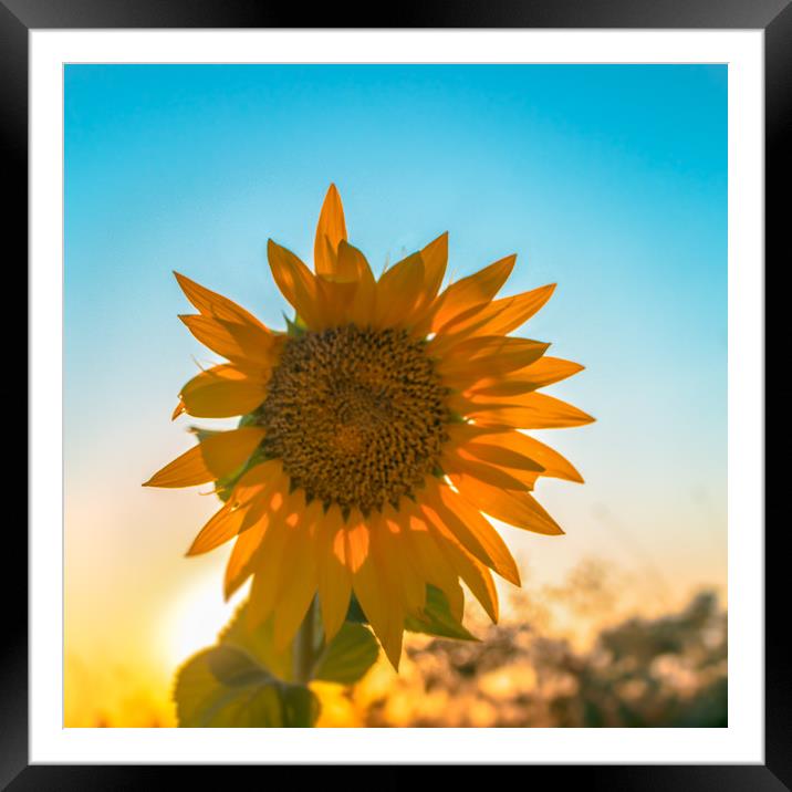 The sunflower Framed Mounted Print by Svetlana Korneliuk