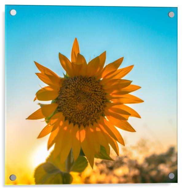 The sunflower Acrylic by Svetlana Korneliuk