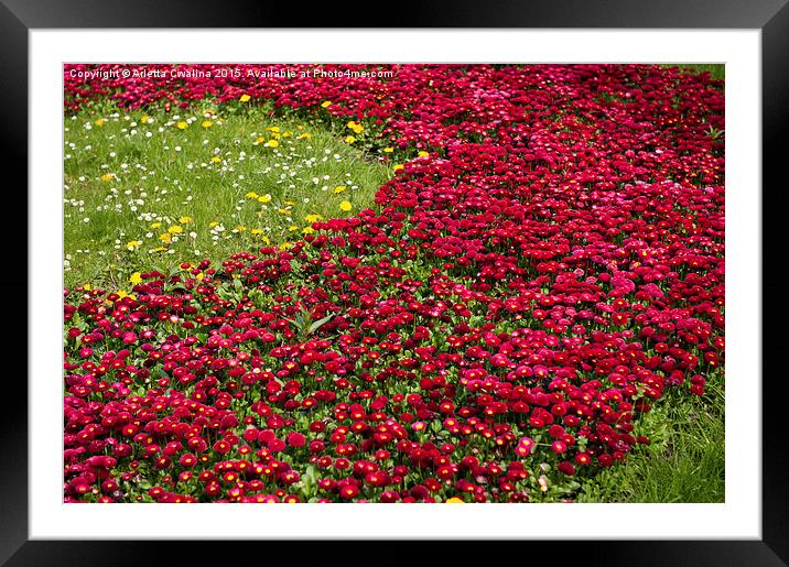 Red Bellis perennis bedding flowers Framed Mounted Print by Arletta Cwalina