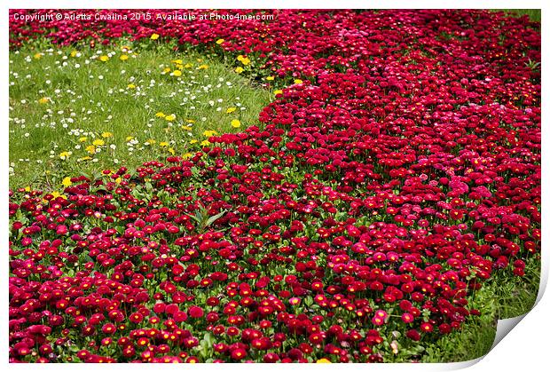 Red Bellis perennis bedding flowers Print by Arletta Cwalina