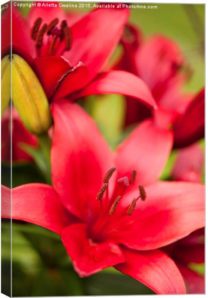 Red Lily showing stamens Canvas Print by Arletta Cwalina
