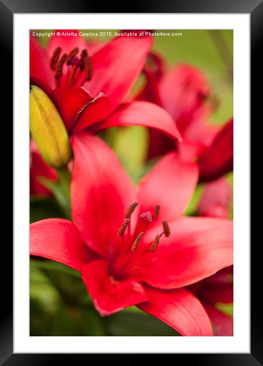 Red Lily showing stamens Framed Mounted Print by Arletta Cwalina