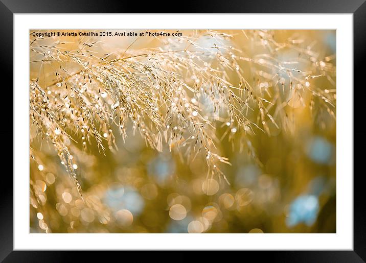 Grass inflorescence shining Framed Mounted Print by Arletta Cwalina