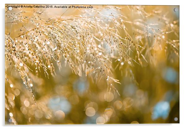 Grass inflorescence shining Acrylic by Arletta Cwalina