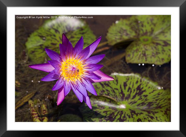  Purple Lotus Flower, Cambodia Framed Mounted Print by Ian Kydd Miller