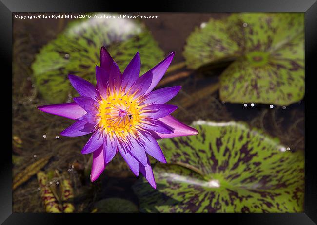  Purple Lotus Flower, Cambodia Framed Print by Ian Kydd Miller