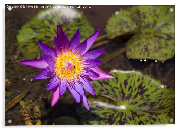  Purple Lotus Flower, Cambodia Acrylic by Ian Kydd Miller