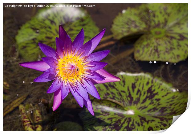  Purple Lotus Flower, Cambodia Print by Ian Kydd Miller