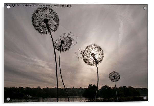  Dandelions and Ice Halo Acrylic by Iain Mavin
