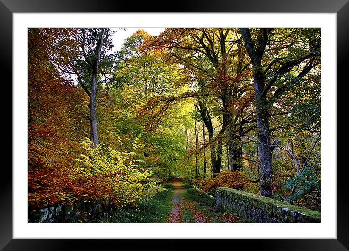 Colours of Autumn  Framed Mounted Print by Jacqi Elmslie