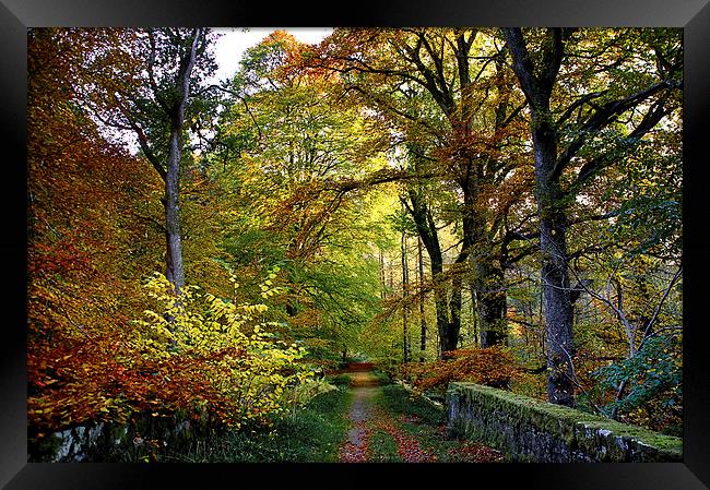 Colours of Autumn  Framed Print by Jacqi Elmslie