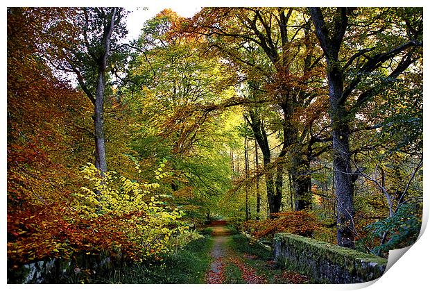 Colours of Autumn  Print by Jacqi Elmslie