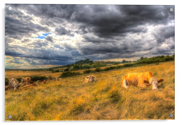The Resting Cows Acrylic by David Pyatt