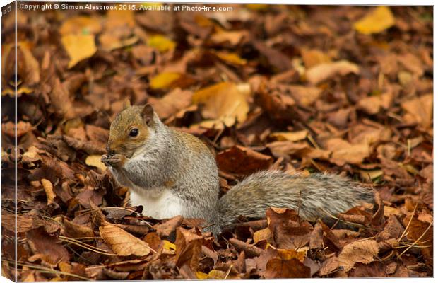  Autumnal eating Canvas Print by Simon Alesbrook