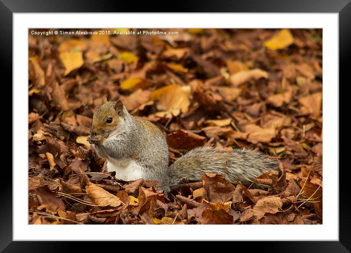  Autumnal eating Framed Mounted Print by Simon Alesbrook