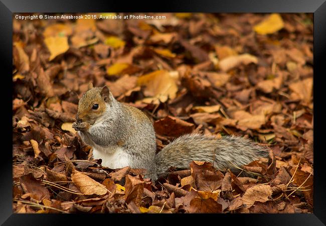  Autumnal eating Framed Print by Simon Alesbrook