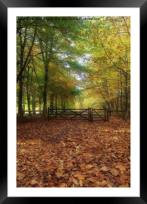 Gateway to the Forest Framed Mounted Print by David Tinsley
