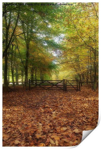 Gateway to the Forest Print by David Tinsley