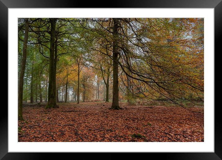  Amongst the Beech Trees Framed Mounted Print by David Tinsley