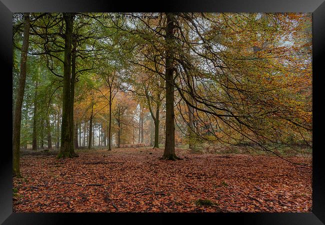  Amongst the Beech Trees Framed Print by David Tinsley