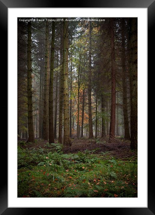 Deep in the Forest  Framed Mounted Print by David Tinsley
