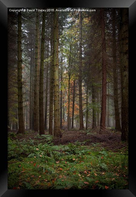 Deep in the Forest  Framed Print by David Tinsley