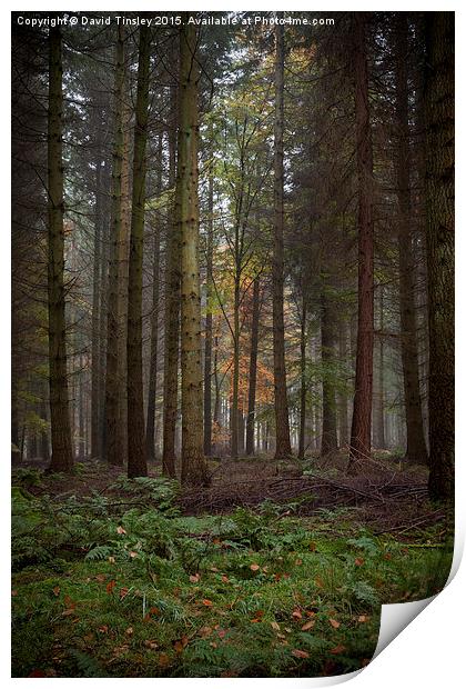 Deep in the Forest  Print by David Tinsley