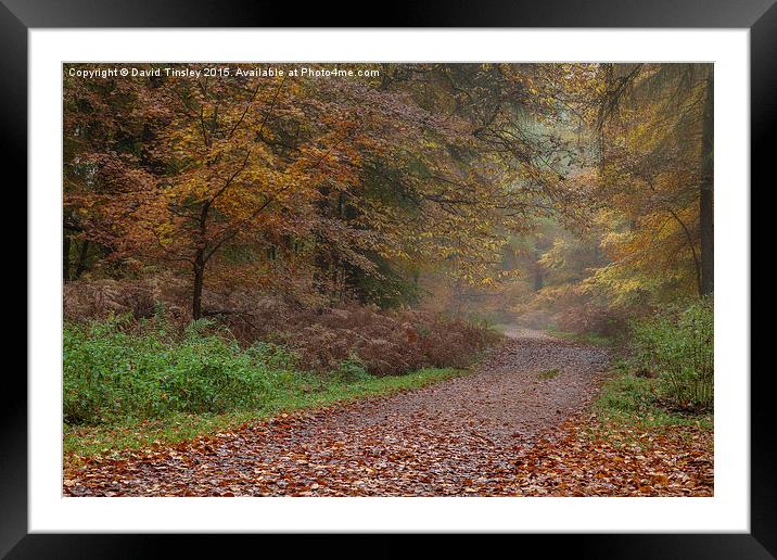  Down the Forest Track Framed Mounted Print by David Tinsley