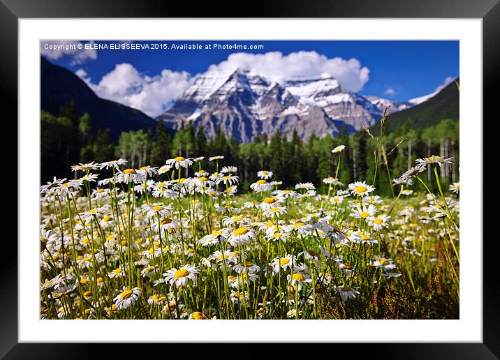 Daisies in Canadian Rockies Framed Mounted Print by ELENA ELISSEEVA