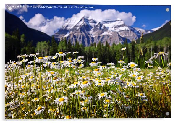 Daisies in Canadian Rockies Acrylic by ELENA ELISSEEVA